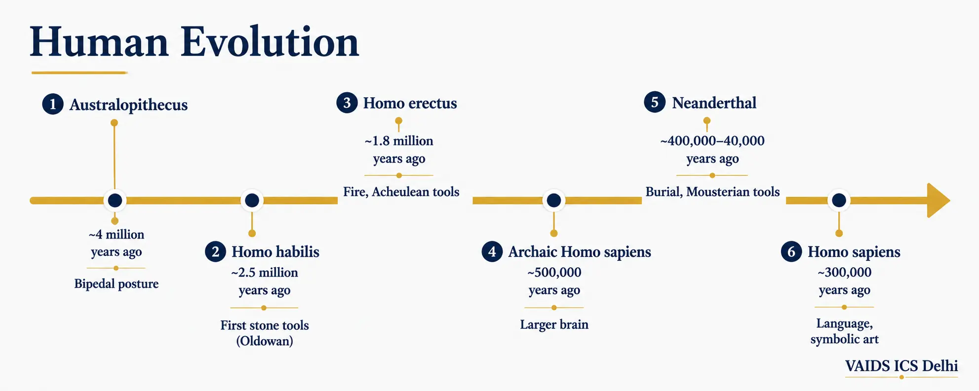 Human evolution timeline from Australopithecus to Homo sapiens for UPSC Anthropology optional