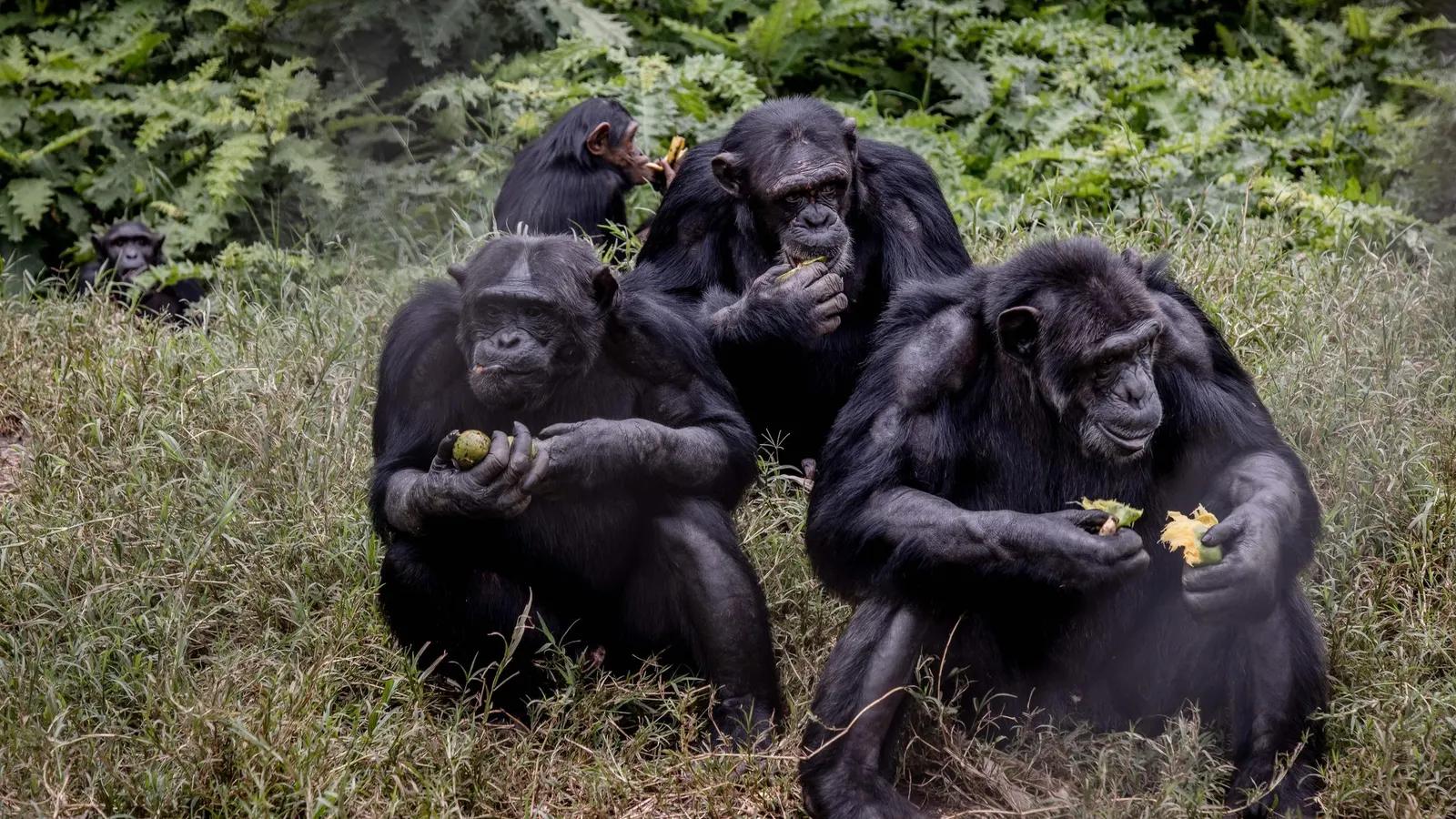 Apes using gestures to communicate, linked to the evolutionary origins of language