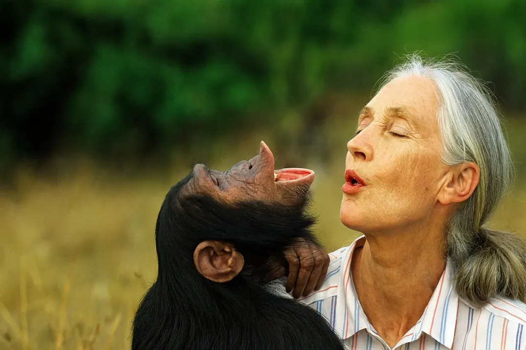 Portrait evoking Jane Goodall observing chimpanzees, reflecting her pioneering primatology and conservation work