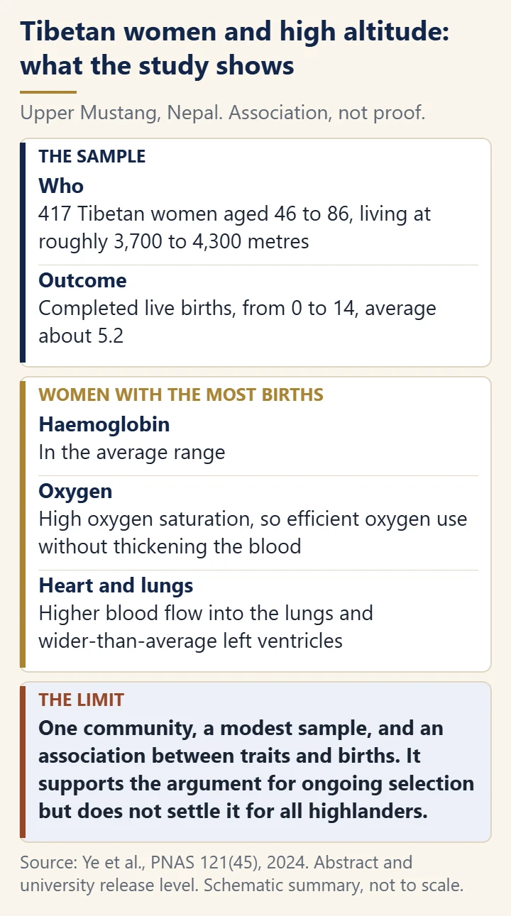 Panel summarising a study of 417 Tibetan women in Upper Mustang: the women with the most births had average haemoglobin, high oxygen saturation and higher lung blood flow, with a note that this is an association in one community.