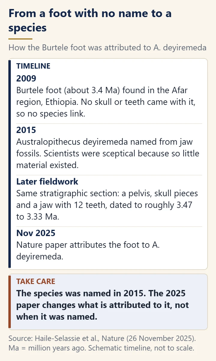 Timeline: the Burtele foot is found in 2009; Australopithecus deyiremeda is named in 2015 from jaw fossils; later fieldwork in the same section adds a pelvis, skull pieces and a jaw; a Nature paper in November 2025 attributes the foot to the species.