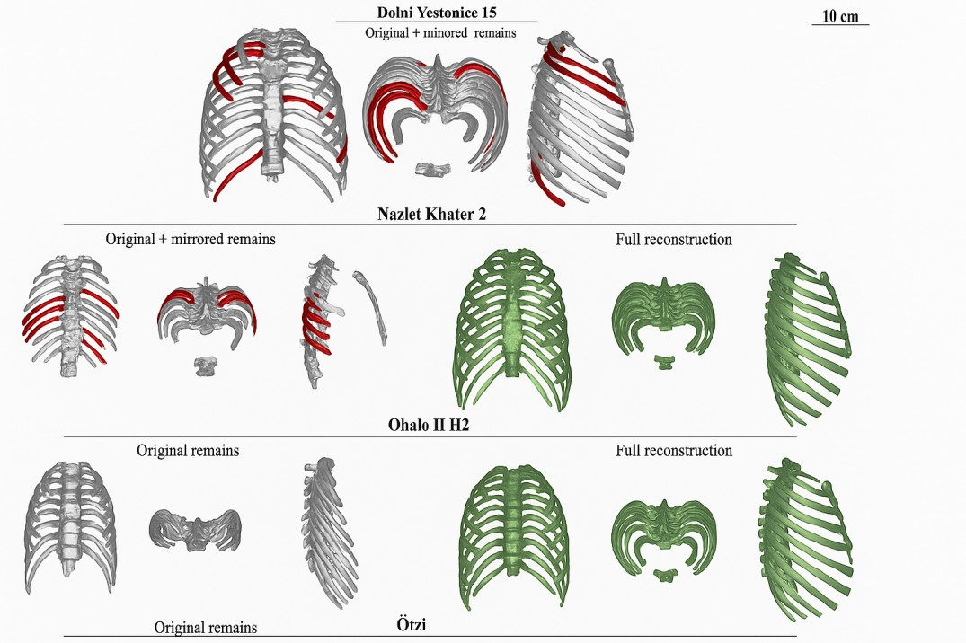 How Climate Shaped the Human Ribcage