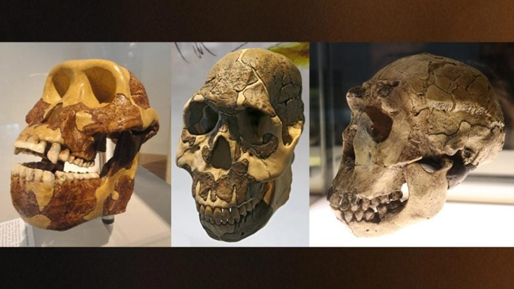 The Diet That Shaped Human Evolution